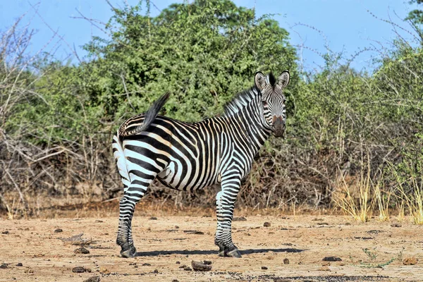 Zebra Garanhão Grant Equus Quagga Boehmi Parque Nacional Sul Luangwa — Fotografia de Stock