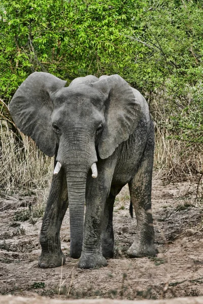 Elefante Africano Loxodonta Africana Parque Nacional Sul Luangwa Zâmbia — Fotografia de Stock