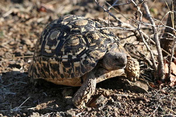 Leopárd Teknős Stigmochelys Pardalis Victoria Falls Dél Afrikai Köztársaság — Stock Fotó