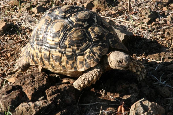 ヒョウモンガメ ビクトリアの滝 南アフリカで Stigmochelys ポスター発表の部 — ストック写真