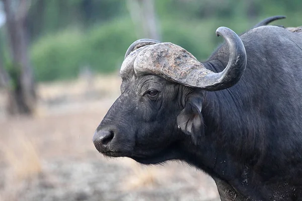 Alter Afrikanischer Büffel Syncerus Caffer Süden Luangwa Nationalpark Sambia — Stockfoto