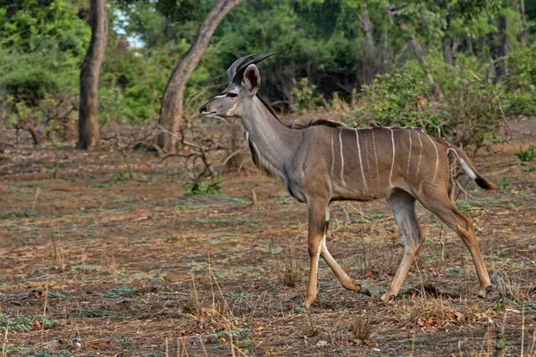 Hombre Greater Kudu Tragelaphus Strepsiceros South Luangwa Zambia — Foto de Stock