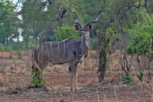 Hombre Greater Kudu Tragelaphus Strepsiceros South Luangwa Zambia —  Fotos de Stock