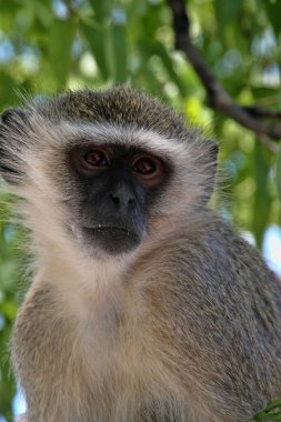 Vervet maymun, Cercopithecus aethiops, Victoria falls, Zambiya