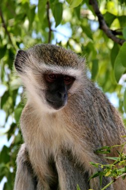 Vervet maymun, Cercopithecus aethiops, Victoria falls, Zambiya