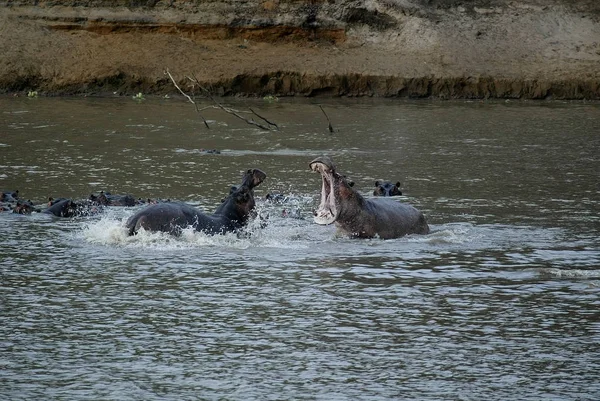 Combate Dos Hipopótamos Masculinos Luangwa Del Sur Zambie —  Fotos de Stock