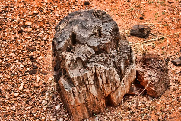 Петрифицированное Дерево Замбия — стоковое фото