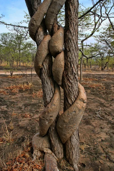 Starker Lianenbaum Umkreist Sambia — Stockfoto