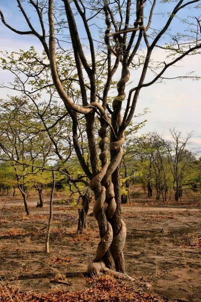 Starker Lianenbaum Umkreist Sambia — Stockfoto