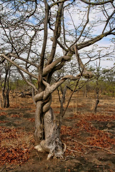 Starker Lianenbaum Umkreist Sambia — Stockfoto