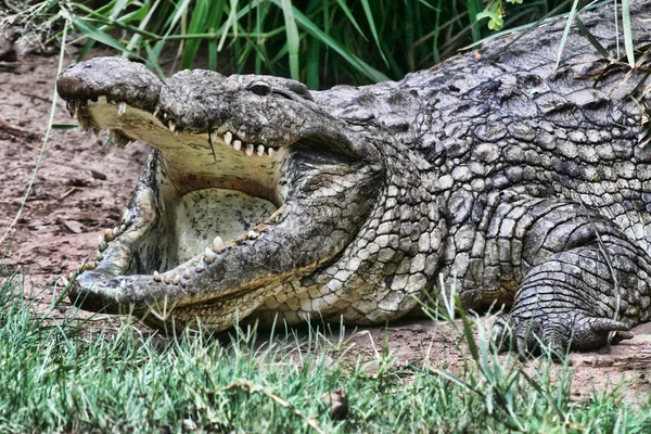 Crocodylus Niloticus 짐바브웨 — 스톡 사진
