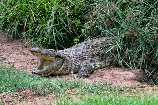 Crocodylus Niloticus 짐바브웨 — 스톡 사진