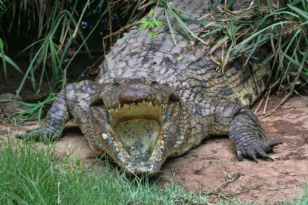 Crocodile Nil Crocodylus Niloticus Bouche Ouverte Zimbabwe — Photo