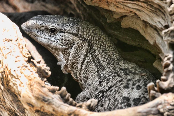 Μαύρη Οθόνη Throated Varanus Albigularis Ζιμπάμπουε — Φωτογραφία Αρχείου