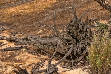 Matopos Milli Parkı, Zimbabve buzlu çok özel bitki örtüsü