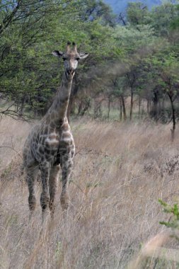 Zürafa Matopos Milli Parkı, Zimbabve