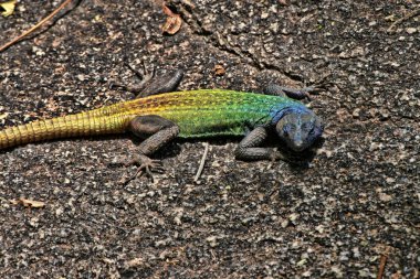 Ortak yassı kertenkele, Platysaurus intermedius, buzlu Matopos Milli Parkı, Zimbabve