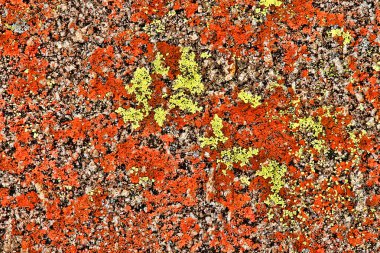 Çok renkli alg kayalara Matopos Milli Parkı, Zimbabwe kapak