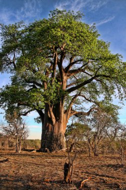 Büyük baobab, Victoria falls, Zimbabve