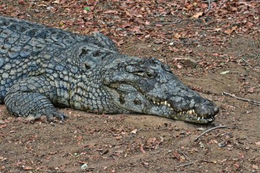 Nil timsahı, Crocodylus niloticus, aç ağzını, Zimbabve
