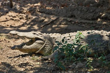 Nil timsahı Crocodylus niloticus içinde Botswana kıyısında