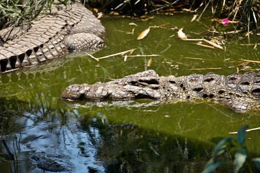Nil timsahı Crocodylus niloticus içinde Botswana kıyısında