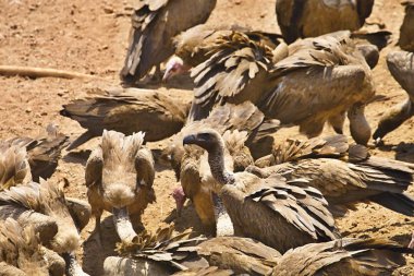ak sırtlı akbabası, Gyps africanus, leş, Zimbabwe besleme