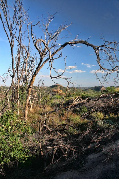 Особенная Растительность Скалах Национального Парка Матопос Зимбабве — стоковое фото