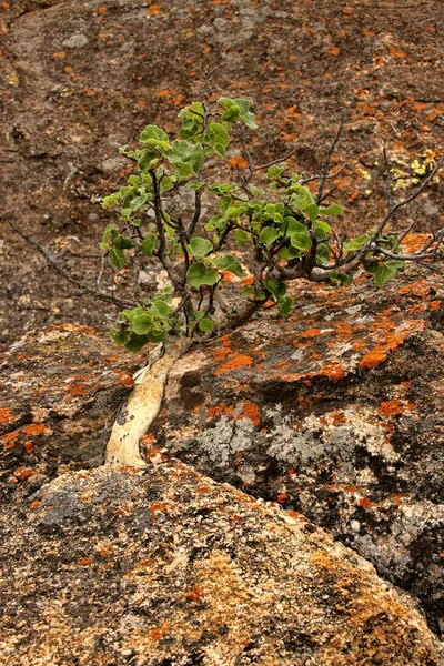 Very Special Vegetation Rocks Matopos National Park Zimbabwe — Stock Photo, Image