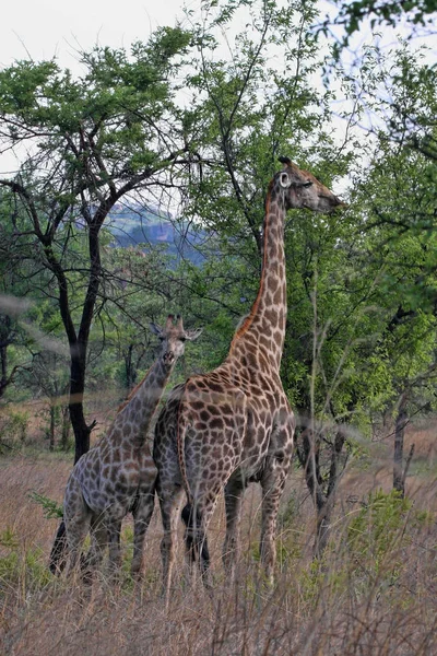 Girafas Femininas Com Jovens Parque Nacional Matopos Zimbábue — Fotografia de Stock