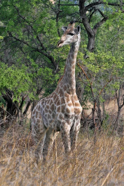 Girafe Dans Parc National Matopos Zimbabwe — Photo