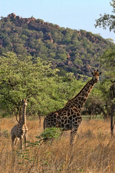 Gençler Matopos Milli Parkı Zimbabwe Ile Kadın Zürafalar — Stok fotoğraf