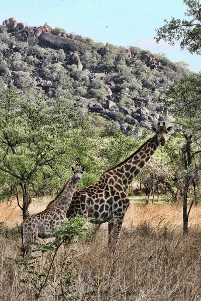 Kobiece Żyrafy Młodymi Ludźmi Park Narodowy Matopos Zimbabwe — Zdjęcie stockowe