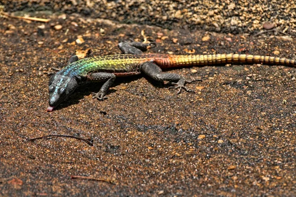 Lagarto Plano Comum Platysaurus Intermedius Sobre Rochas Parque Nacional Matopos — Fotografia de Stock