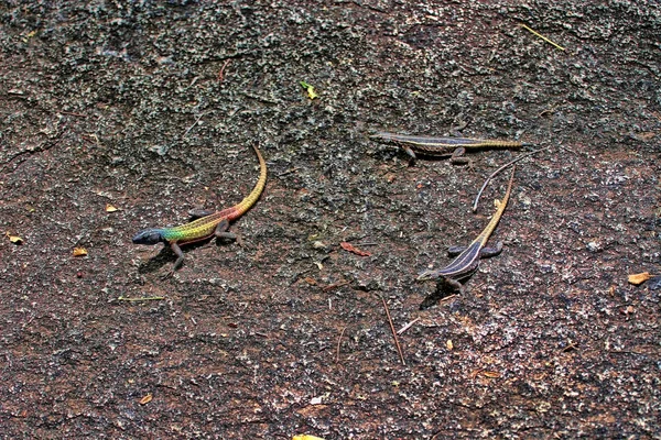 Lagarto Común Plano Platysaurus Intermedius Rocas Parque Nacional Matopos Zimbabue — Foto de Stock