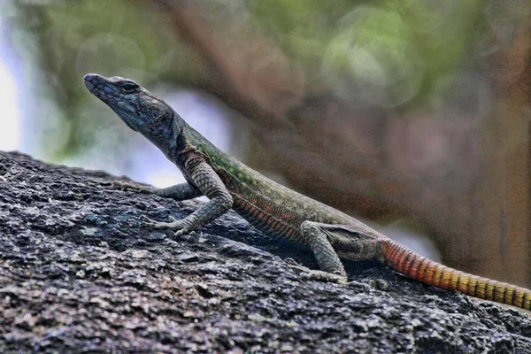 Flacheidechse Platysaurus Intermedius Auf Felsen Matopos Nationalpark Zimbabwe — Stockfoto