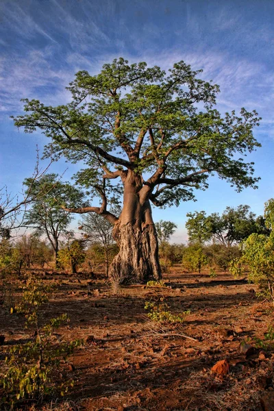 Gran Baobab Victoria Falls Zimbabue —  Fotos de Stock