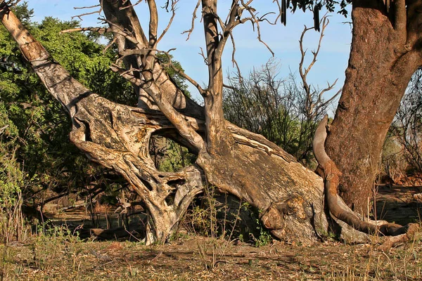 Grande Tronco Árvore Victoria Cai Zimbábue — Fotografia de Stock