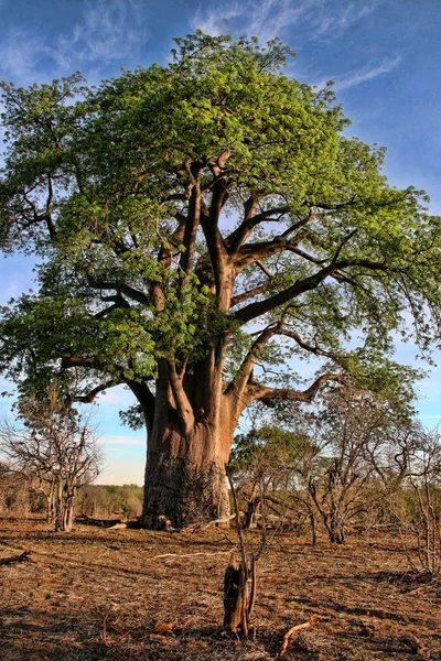 Μεγάλη Baobab Καταρράκτες Βικτόρια Ζιμπάμπουε — Φωτογραφία Αρχείου