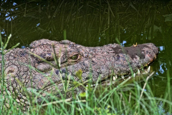 Crocodilo Nilo Crocodylus Niloticus Boca Aberta Zimbabué — Fotografia de Stock