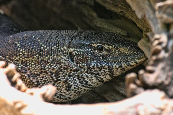 Společné Nile Monitor Varanus Niloticus Viktoriiny Vodopády Zimbabwe — Stock fotografie