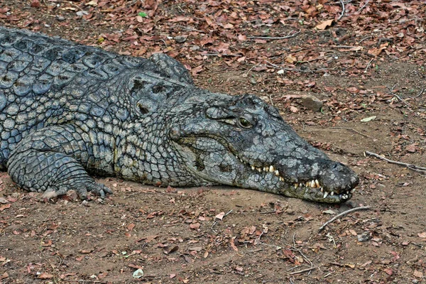 Nijlkrokodil Crocodylus Niloticus Mond Zimbabwe Open — Stockfoto