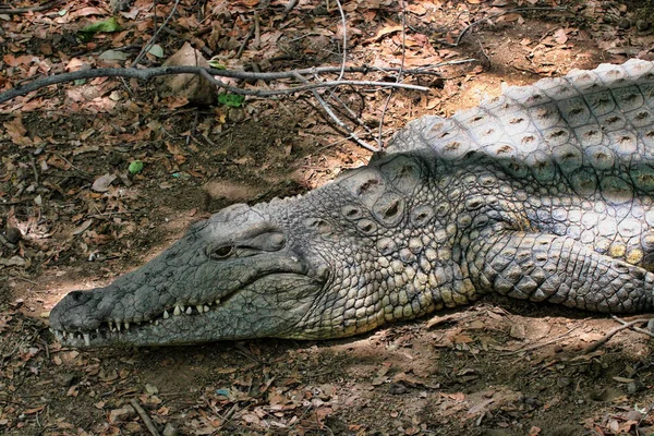 Crocodylus Niloticus 짐바브웨 — 스톡 사진