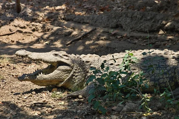 Nil timsahı Crocodylus niloticus içinde Botswana kıyısında
