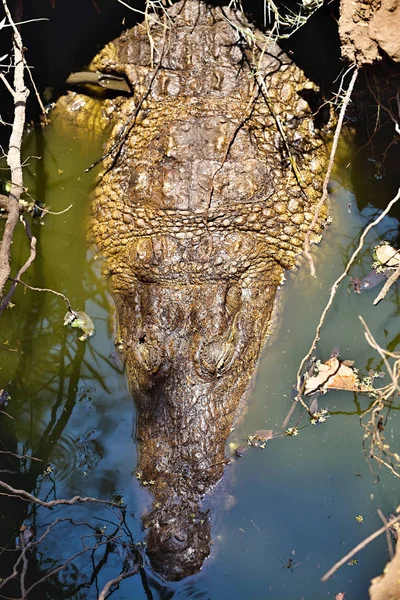 Cocodrilo Del Nilo Crocodylus Niloticus Orillas Del Botswana — Foto de Stock