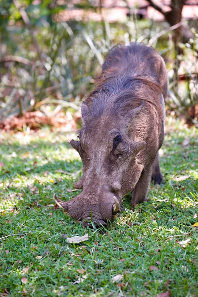 jirousek.zoo-foto.cz