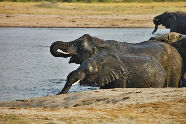 Ελέφαντας Africana Loxodonta Στο Hwange Εθνικό Πάρκο Της Ζιμπάμπουε — Φωτογραφία Αρχείου