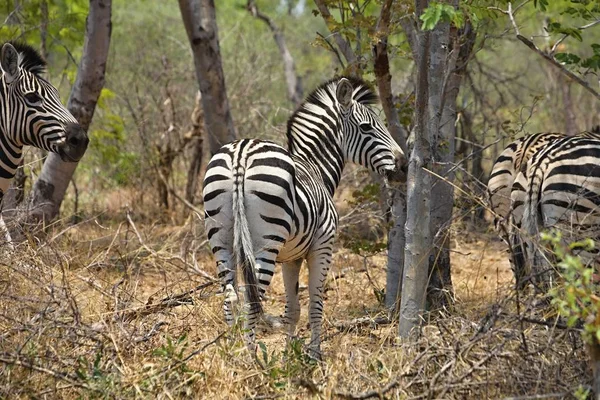 Equus Quagga Alföldi Zebra Hwange Nemzeti Park Zimbabwe — Stock Fotó