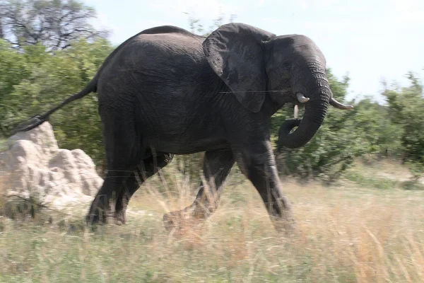 Африканський Слон Проте Африкана Нападаючи Автомобіль Зімбабве — стокове фото