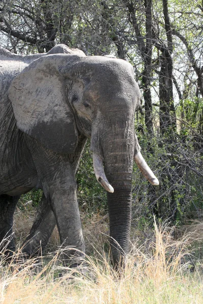 Elefante Africano Loxodonta Africana Arbusto Zimbabue — Foto de Stock